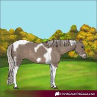 Horse Color:Silver Grullo Tobiano Frame 