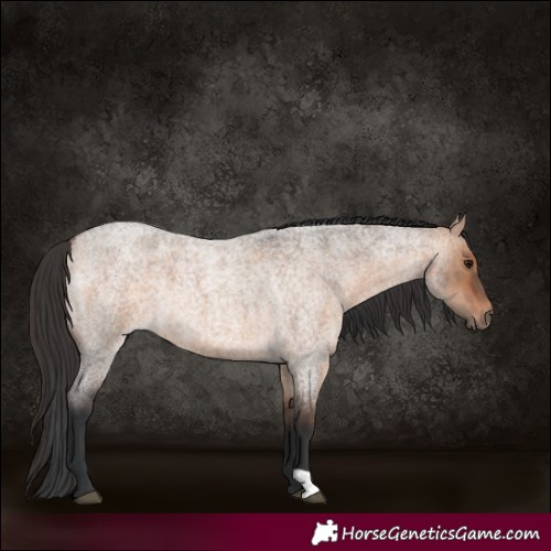 Horse Color:Bay Roan Dun 