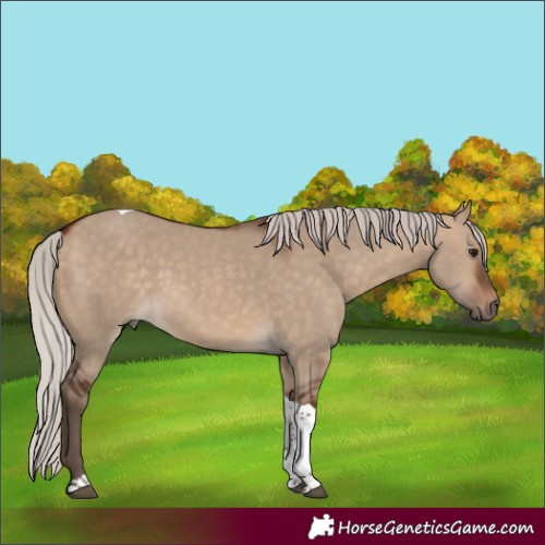 Horse Color:Silver Bay Dun Tobiano 