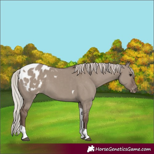 Horse Color:Silver Grullo Tobiano Appaloosa 