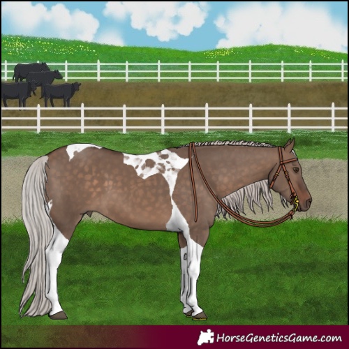 Horse Color:Silver Brown Dun Tobiano 