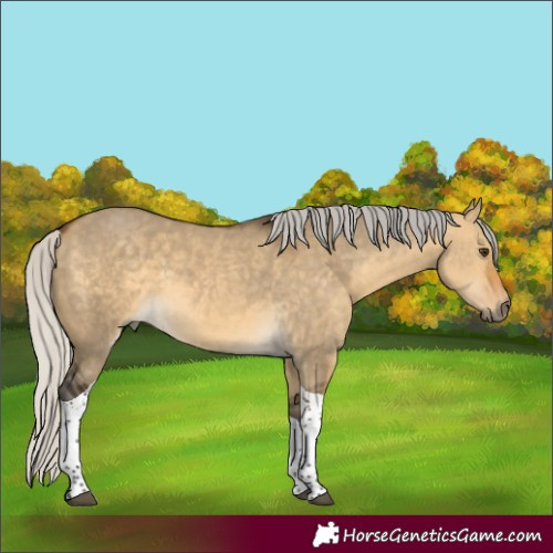 Horse Color:Silver Buckskin Dun Tobiano 