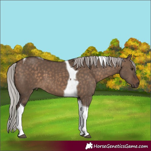 Horse Color:Silver Brown Dun Tobiano 