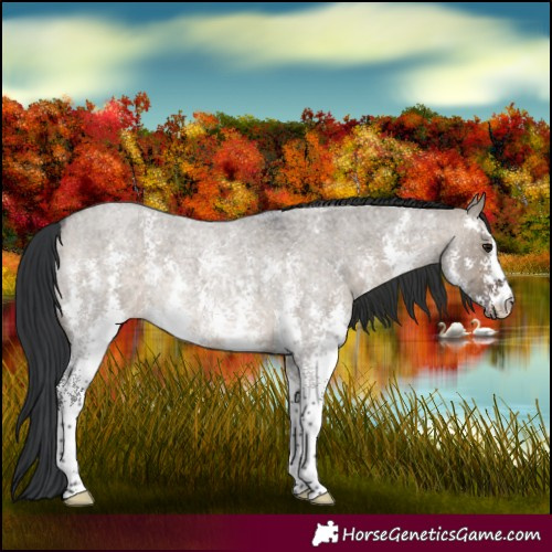 Horse Color:Brown Roan Dun Sabino 