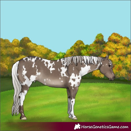 Horse Color:White Spotted Silver Grullo 