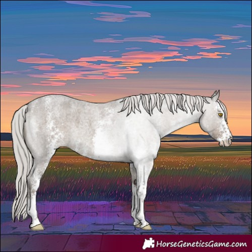 Horse Color:Silver Grullo Roan Sabino 