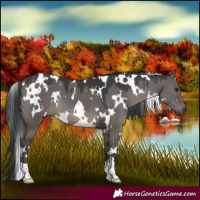 Horse Color:White Spotted Grullo 
