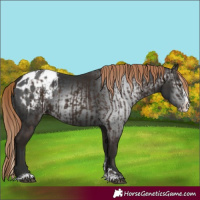Horse Color:Liver Chestnut Sabino Splash Appaloosa  and Gray Liver Chestnut Sabino Splash Appaloosa 