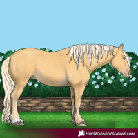Horse Color:Gold Cream Champagne 