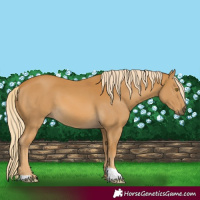 Horse Color:Palomino