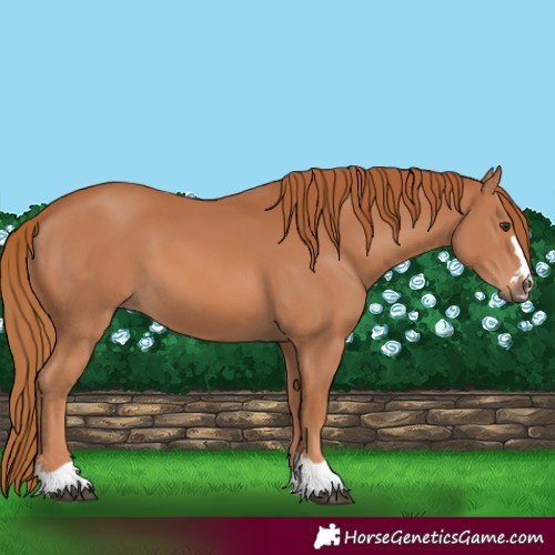 Horse Color:Chestnut 