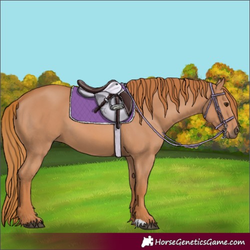 Horse Color:Unknown 