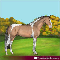 Horse Color:Brown Dun Splash Tobiano Rabicano 
