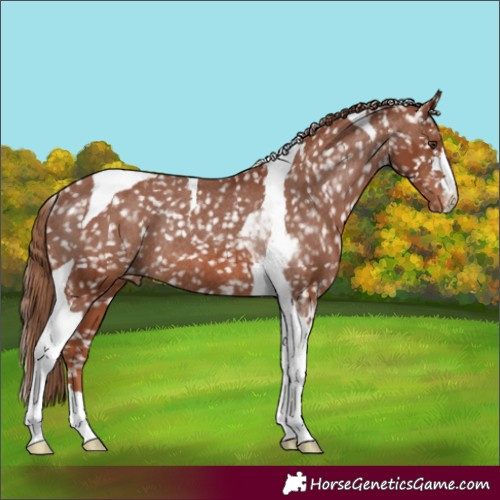 Horse Color:Chestnut Tobiano Appaloosa Rabicano 