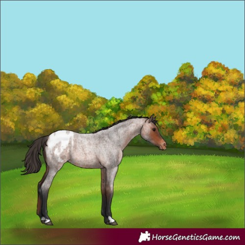 Horse Color:Unknown 