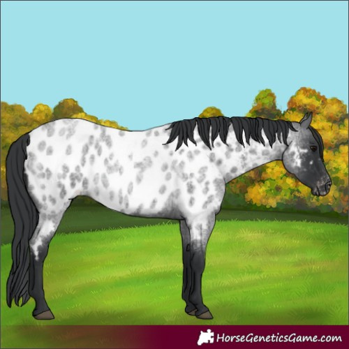 Horse Color:Blue Roan Appaloosa 