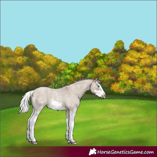 Horse Color:Silver Grullo Roan Splash Frame 