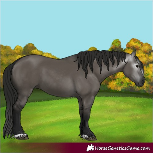 Horse Color:Gray Grullo 