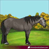 Horse Color:Gray Grullo 