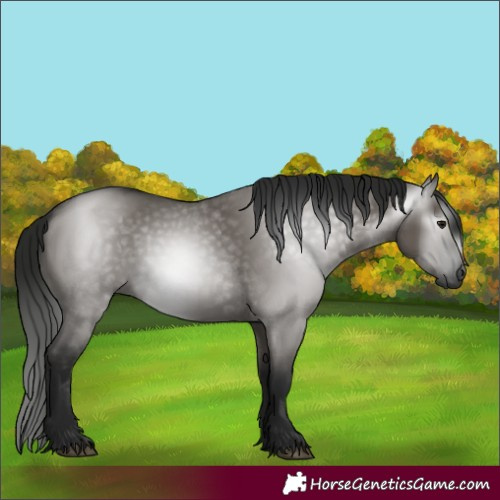 Horse Color:Gray Grullo 
