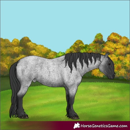 Horse Color:Blue Roan 