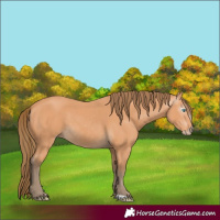 Horse Color:Gray Perlino 