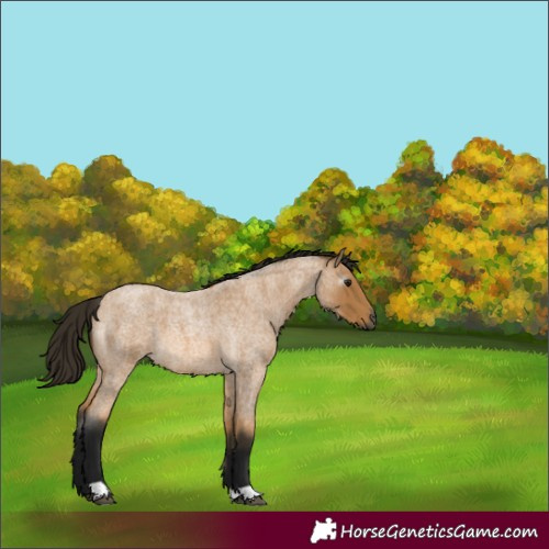 Horse Color:Gray Buckskin Roan