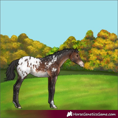Horse Color:Brown Appaloosa 