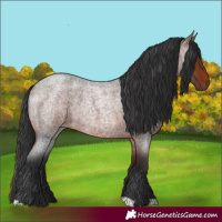 Horse Color:Brown Roan 