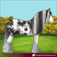 Horse Color:White Spotted Liver Chestnut Splash 