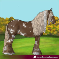 Horse Color:White Spotted Chocolate Palomino 
