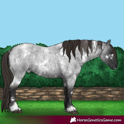 Horse Color:White Spotted Liver Red Roan 