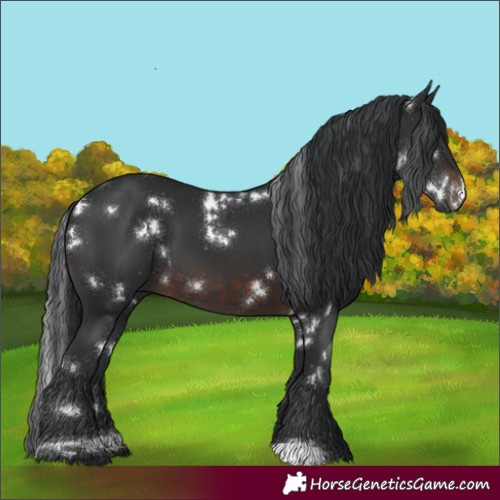 Horse Color:White Spotted Brown