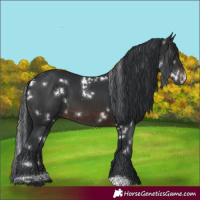 Horse Color:White Spotted Brown 