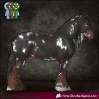 Horse Color:White Spotted Liver Chestnut 