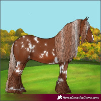 Horse Color:White Spotted Chestnut 