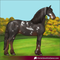 Horse Color:White Spotted Liver Chestnut 