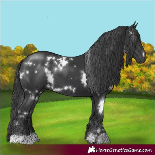 Horse Color:White Spotted Black