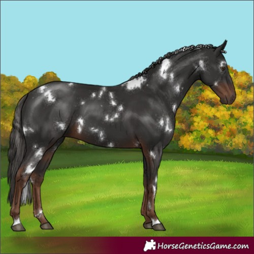 Horse Color:White Spotted Liver Chestnut 