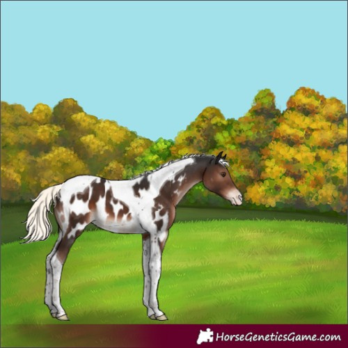 Horse Color:Liver Chestnut Mushroom Tobiano Appaloosa 
