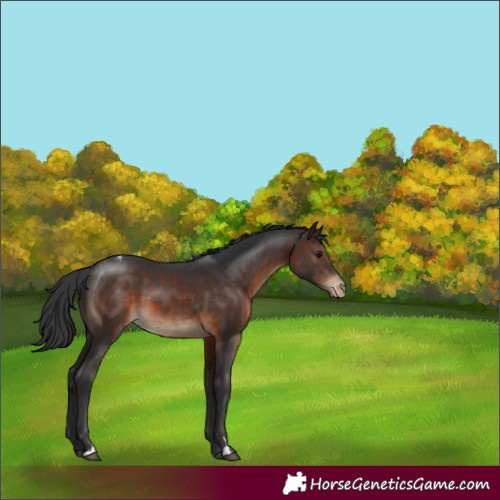Horse Color:Brown Appaloosa 