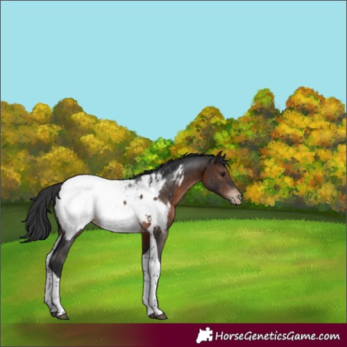 Horse Color:Brown Tobiano Appaloosa 
