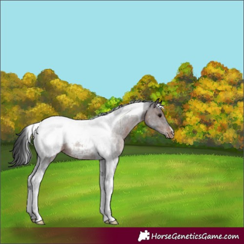 Horse Color:Brown Mushroom Tobiano Appaloosa