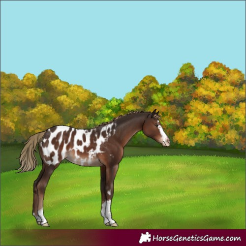 Horse Color:Liver Chestnut Appaloosa 