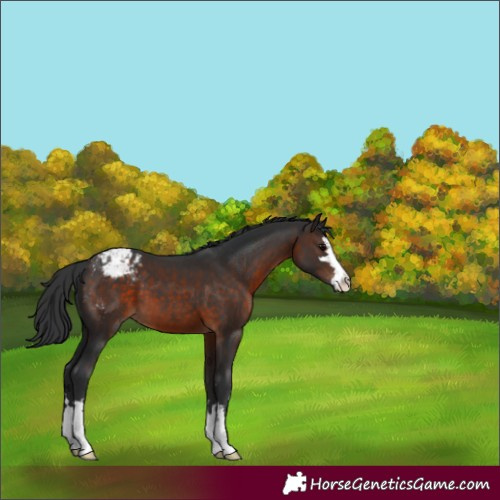 Horse Color:Brown Appaloosa