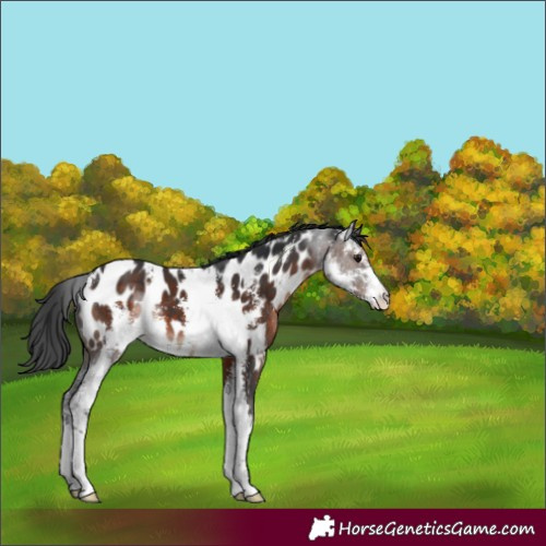 Horse Color:Brown Mushroom Sabino Appaloosa 