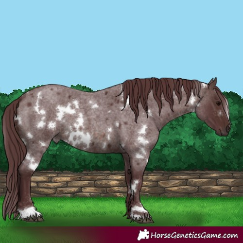 Horse Color:White Spotted Chocolate Brown Roan 