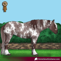 Horse Color:White Spotted Chocolate Brown Roan 