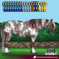 Horse Color:White Spotted Chocolate Brown Roan 