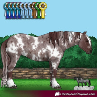 Horse Color:White Spotted Chocolate Brown Roan